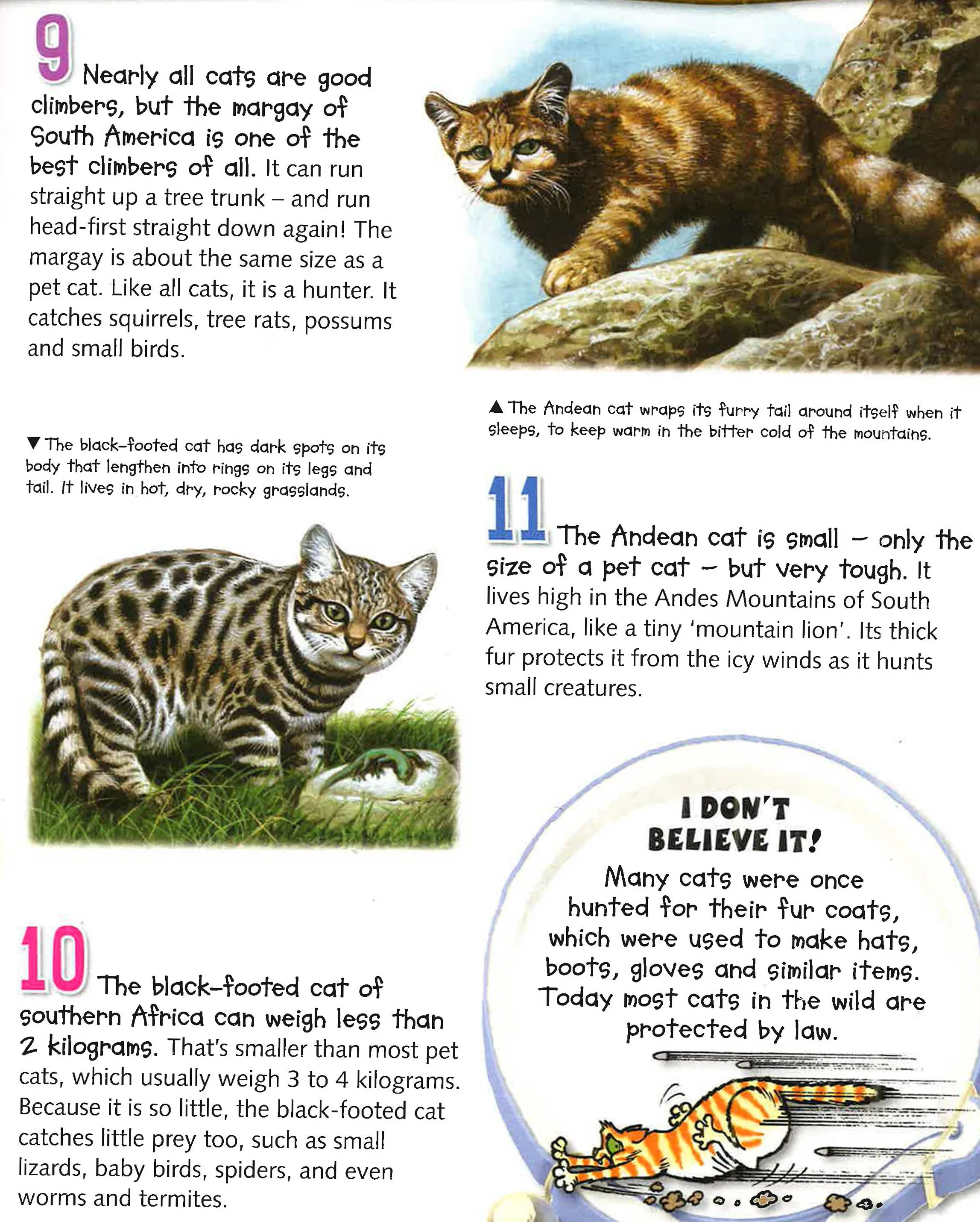 100 Facts Cats And Kittens