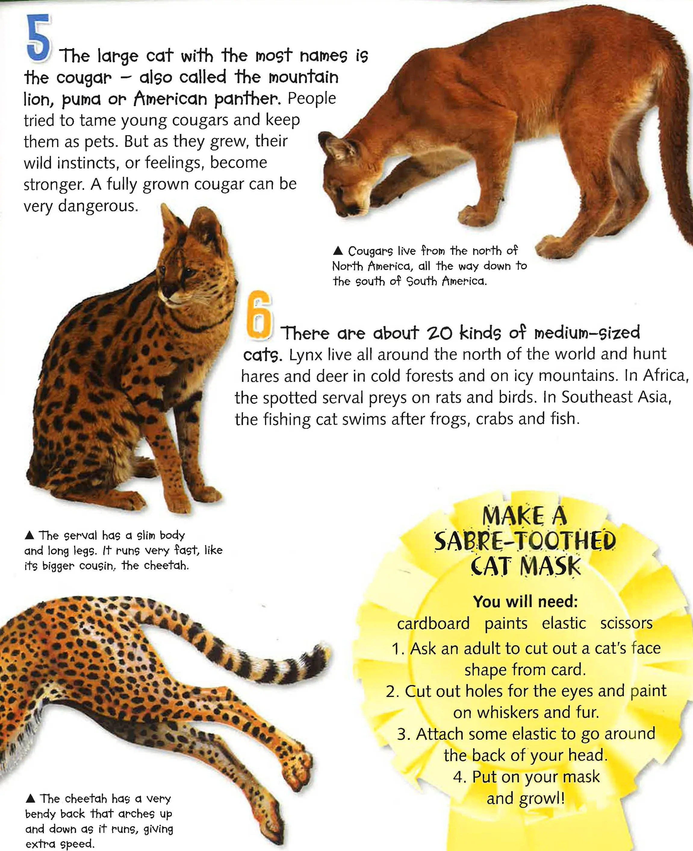 100 Facts Cats And Kittens